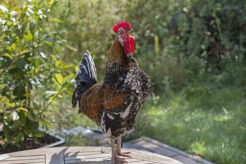 Crowing rooster domestic chicken (Gallus gallus domesticus) on a patio table, Mecklenburg-Western Pomerania, Germany, Europe