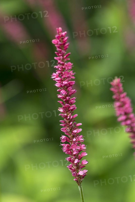 Candle knotweed (Bistorta amplexicaulis), Mecklenburg-Western Pomerania, Germany, Europe