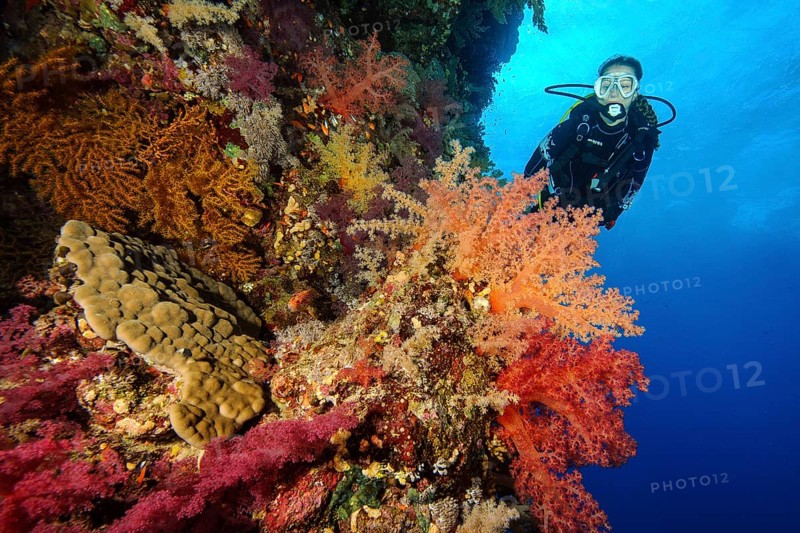 Female diver looking at reef wall drop off of colourful coral reef with soft corals (Dendronephthya), Red Sea, dive site Elphinstone Reef Reef, Egypt, Africa