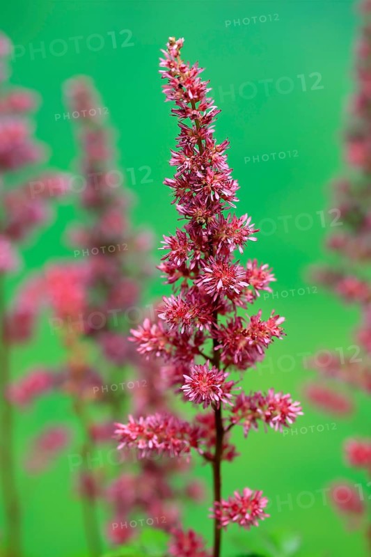 Astilbe, flowering, blossom, Elllerstadt, Germany, Europe