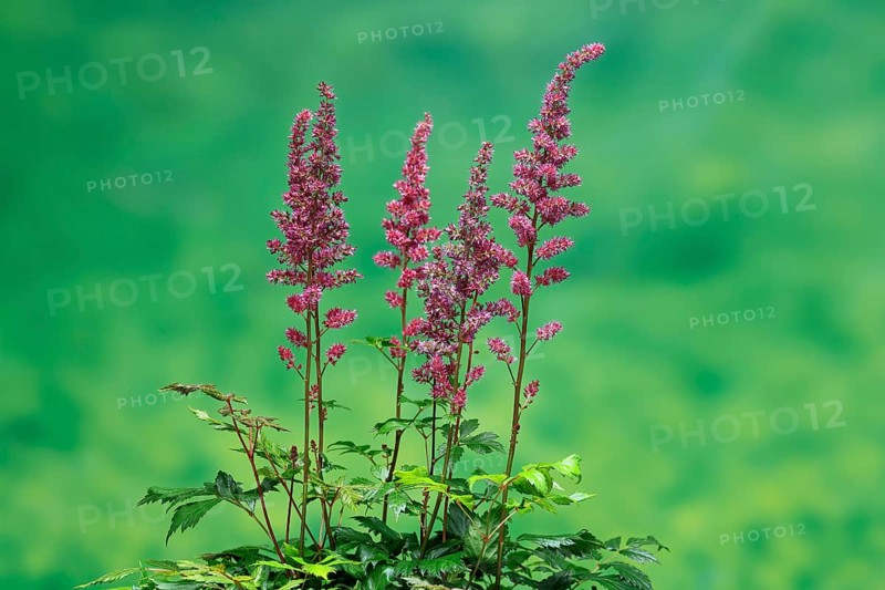 Astilbe, flowering, blossom, Elllerstadt, Germany, Europe