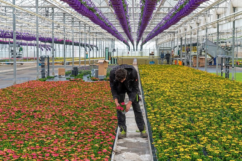 Horticulture company, flower pots, so-called petunia ampel, grow in a greenhouse, under the glass roof, until they have the right growth stage for retail, each pot is watered individually, by drip irrigation, in the bed on the ground grow Kapmargeriten, Osteospermum, Straelen, North Rhine-Westphalia, Germany, Europe