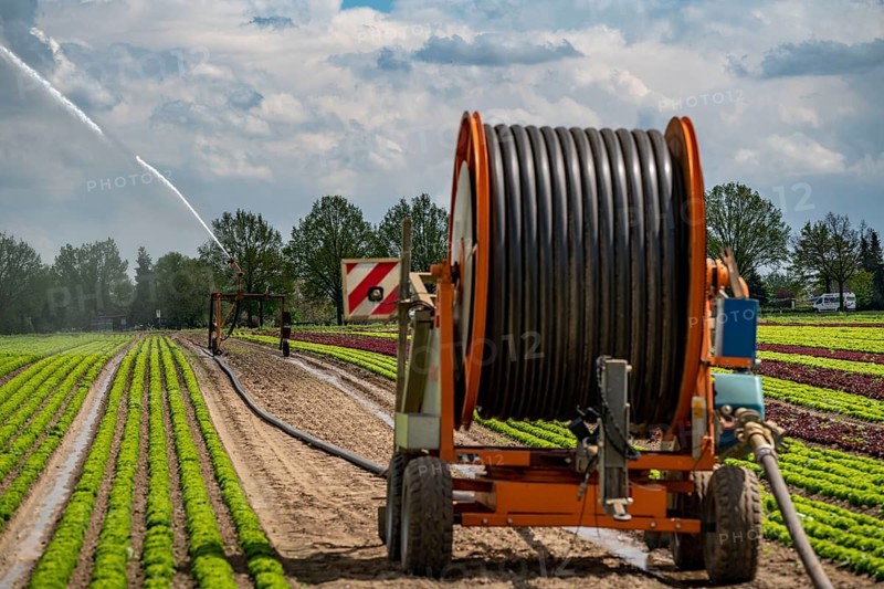 A field is artificially irrigated, water is sprayed onto the field via an irrigation system, field with different lettuce plants, in different stages of growth, North Rhine-Westphalia, Germany, Europe
