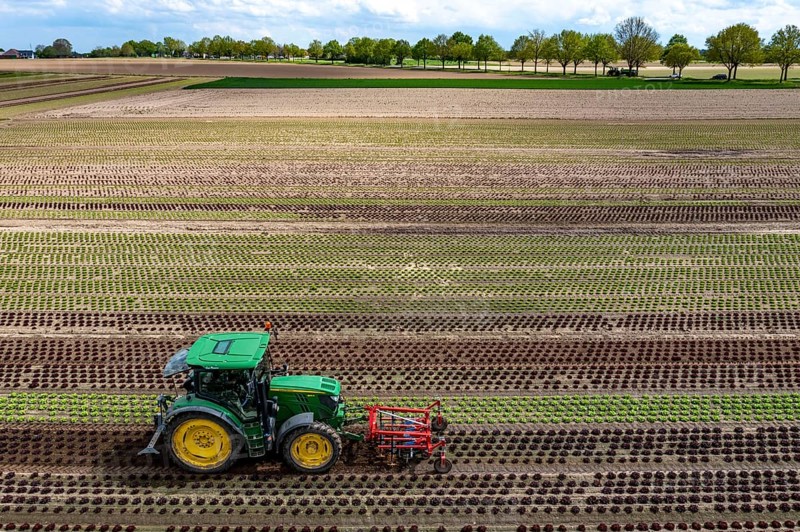 Farmer working a field with different heads of lettuce, in different stages of growth, weeds are mechanically removed between the lettuces, North Rhine-Westphalia, Germany, Europe