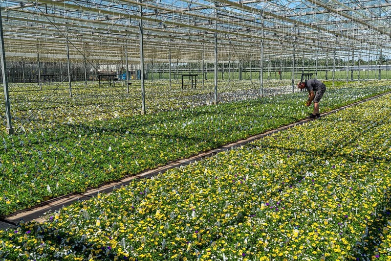 Horticultural business, greenhouse, various types of potted plants are grown here to be sold in flower shops, supermarkets, DIY stores, garden centres, North Rhine-Westphalia, Germany, Europe