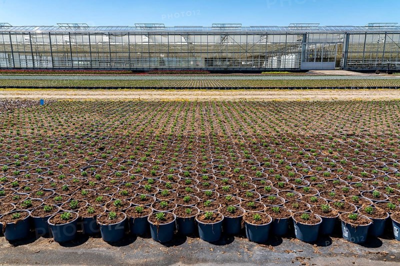 Horticultural business, greenhouse and open-air, various types of potted plants are grown here to be sold in flower shops, supermarkets, DIY stores, garden centres, North Rhine-Westphalia, Germany, Europe