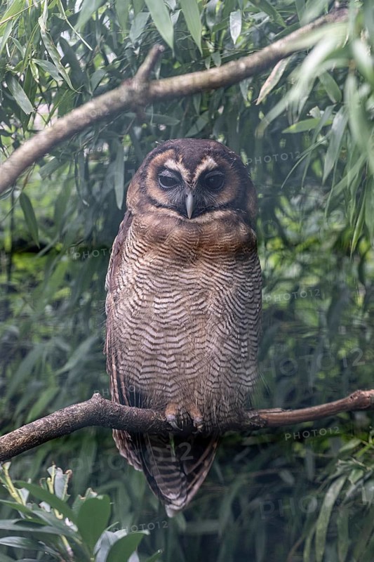 Brown wood owl (Strix leptogrammica), Walsrode Bird Park, Lower Saxony, Germany, Europe