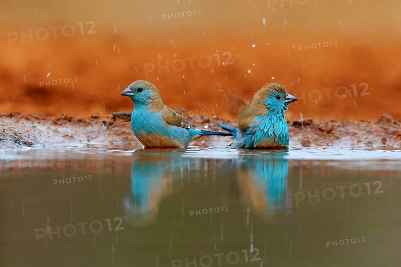 Angolan butterfly finch (Uraeginthus angolensis), blue-eared butterfly finch, adult, two birds, at the water, bathing, Kruger National Park, Kruger National Park, Krugerpark, South Africa, Africa