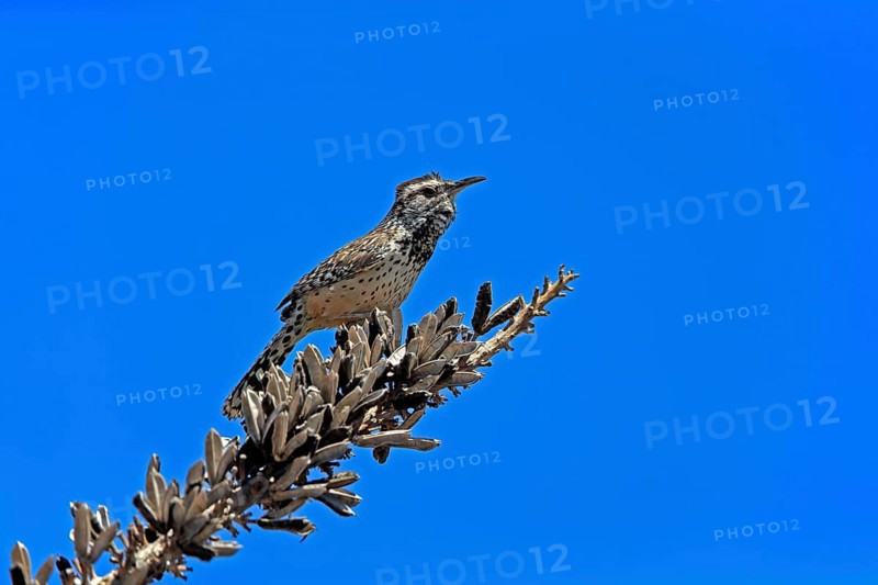 Cactus wren (Campylorhynchus brunneicapillus), adult, on wait, Sonora Desert, Arizona, North America, USA, North America