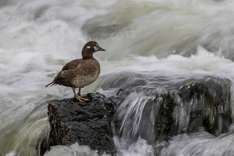 Harlequin duck (Histrionicus histrionicus), female, on a stone in a raging river, long exposure, Laxa River, Lake Myvatn, Iceland, Europe