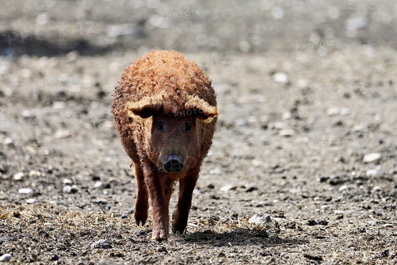 Woolly pig or Mangalica pig, Hungary, Europe