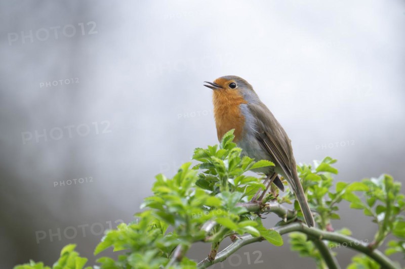 European robin (Erithacus rubecula) on a curved branch with freshly sprouted green leaves in spring, looking to the left and chirping, background light blurred, Rombergpark, Dortmund, Ruhr area, Germany, Europe