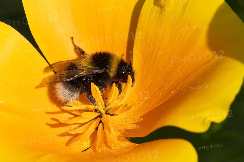 Buff tailed bumble bee (Bombus terrestris) adult insect feeding on a garden Californian poppy flower in the summer, Suffolk, England, United Kingdom, Europe