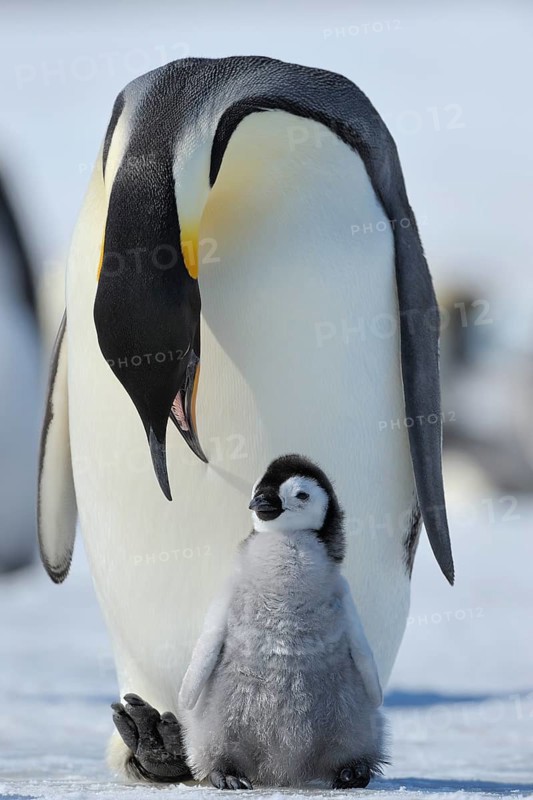 Emperor penguins, Aptenodytes forsteri, Adult Protecting her Chick on her Feet, Snow Hill Island, Antartic Peninsula, Antarctica