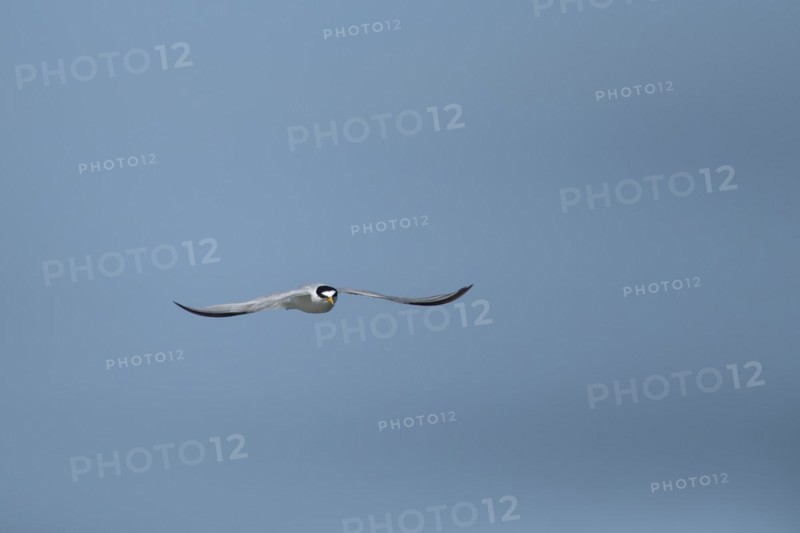 Little tern (Sternula albifrons) adult bird in flight against a blue sky, Suffolk, England, United Kingdom, Europe