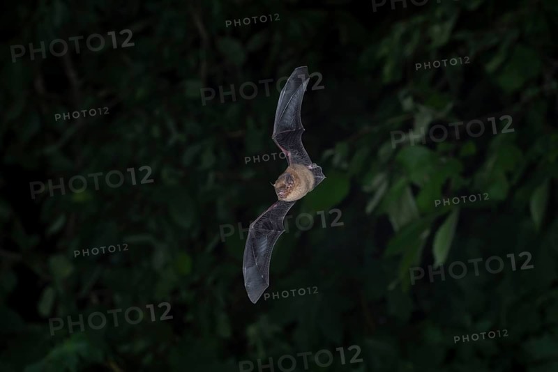 Common pipistrelle (Pipistrellus pipistrellus) hunting insects in front of deciduous forest, Brandenburg, Germany, Europe