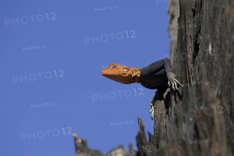 Namibian rock agama, (Agama planiceps) male in wedding dress, Etosha NP, Namibia, Africa