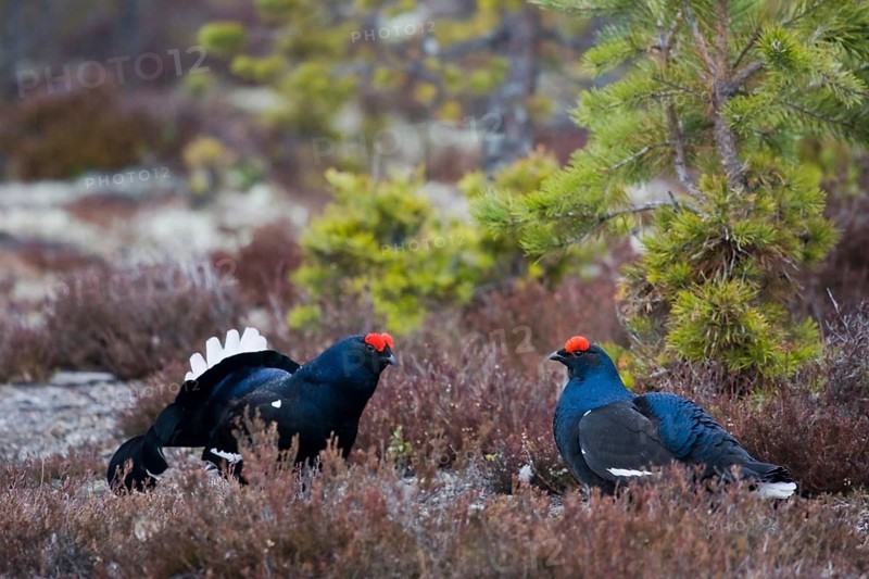 Black grouse, black grouse, courtship display, (Lyrurus tetrix), Sweden, pair, Hamra, Hamra, Sweden, Europe