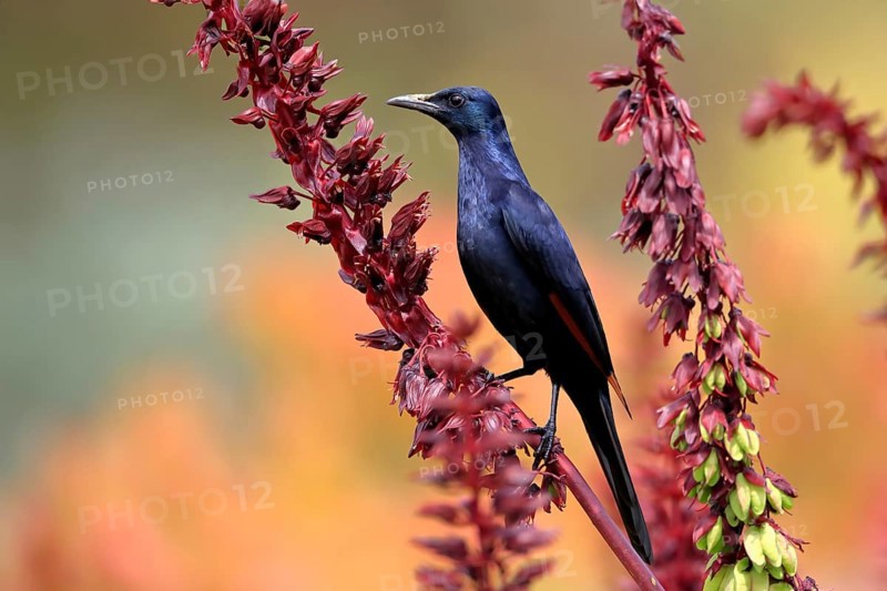 Red-winged starling (Onychognathus morio), adult, male, foraging, on honeybush (Melianthus major), Kirstenbosch Botanical Gardens, Cape Town, South Africa, Africa