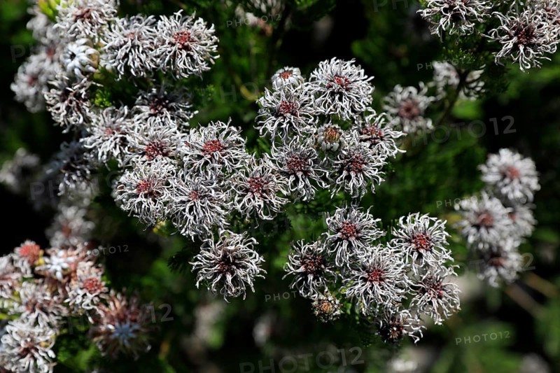 Serruria fucifolia (Serruria fucifolia), flowers, flowering, bush, fynbos, Kirstenbosch Botanical Gardens, Cape Town, South Africa, Africa
