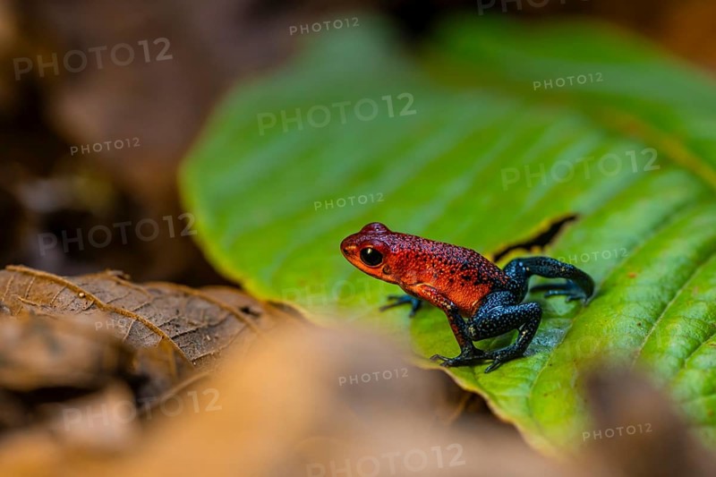 Strawberry poison-dart frog (Oophaga pumilio) sitting on a leaf, Heredia province, Costa Rica, Central America