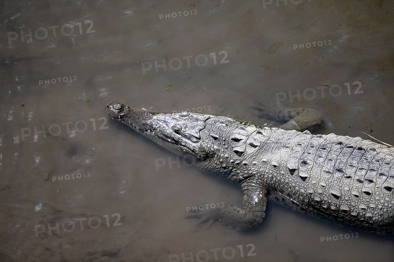 American crocodile (Crocodylus acutus) swimming in the water, from above, Rio Tarcoles, Carara National Park, Puntarenas Province, Costa Rica, Central America