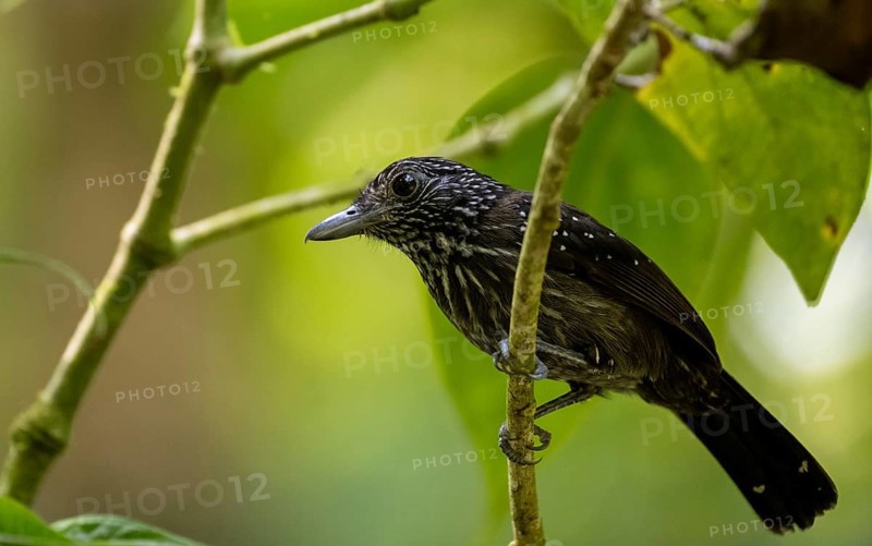 Black-hooded antshrike (Thamnophilus bridgesi) sitting on a branch, tropical rainforest, Corcovado National Park, Osa, Puntarena Province, Costa Rica, Central America