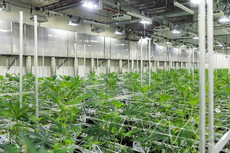 DEU/Saxony/Ebersbach The Saxon cannabis producer Demecan is now the first German company to be authorised to cultivate medicinal cannabis indefinitely under the new Cannabis Act. The company had been authorised to produce since 2019, albeit subject to conditions such as a maximum production quantity or regulated distribution. These conditions will now no longer apply, which will improve the supply situation for medicinal cannabis. The Federal Government Commissioner for Addiction and Drug Issues Burkhard Blienert and Health Minister Petra Köpping took a tour of the production facility to find out more about the production of medicinal cannabis., Federal Drug Commissioner Burghard Blienert and Health Minister Petra Köpping visit Saxon cannabis producer Demecan, Ebersbach, Saxony, Germany, Europe