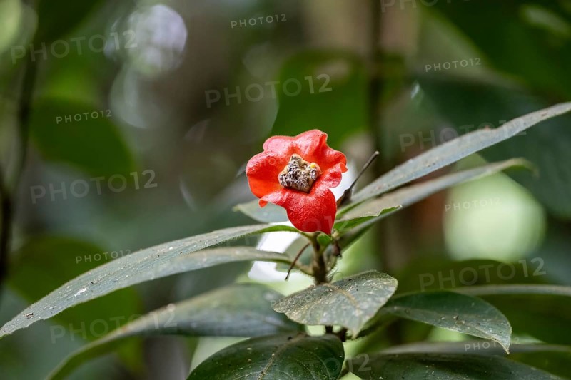 Kissing mouth plant (Palicourea elata), formerly (Psychotria elata), plant with red flower, Corcovado National Park, Osa Peninsula, Puntarena Province, Costa Rica, Central America