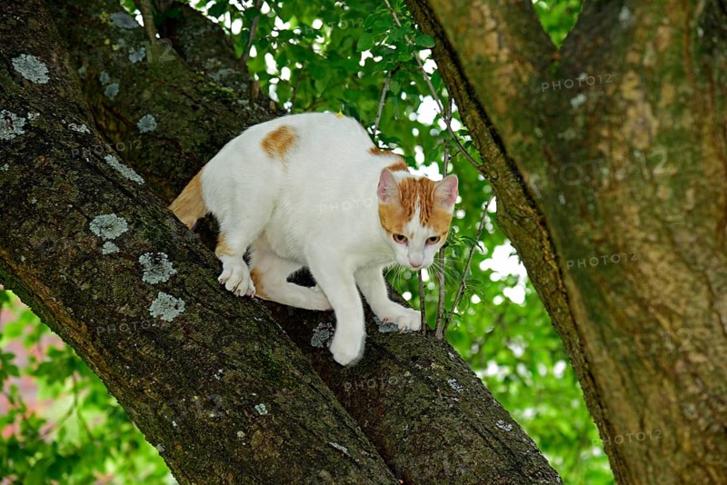 Cat, Turkish Van, domestic cat, in tree