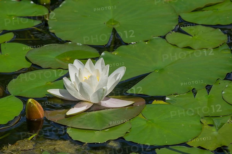District educational garden, European white water lilies (Nymphaea alba), Burgsteinfurt, Steinfurt, Münsterland, North Rhine-Westphalia, Germany, Europe