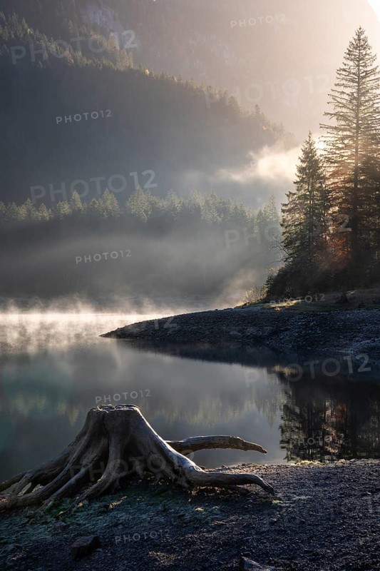 The Vordere Gosausee in autumn. A tree stump in the foreground. Fog rises from the lake. Sun, backlight. Vorderer Gosausee, Gosau, Gosau Valley, Salzkammergut, Upper Austria, Austria, Europe