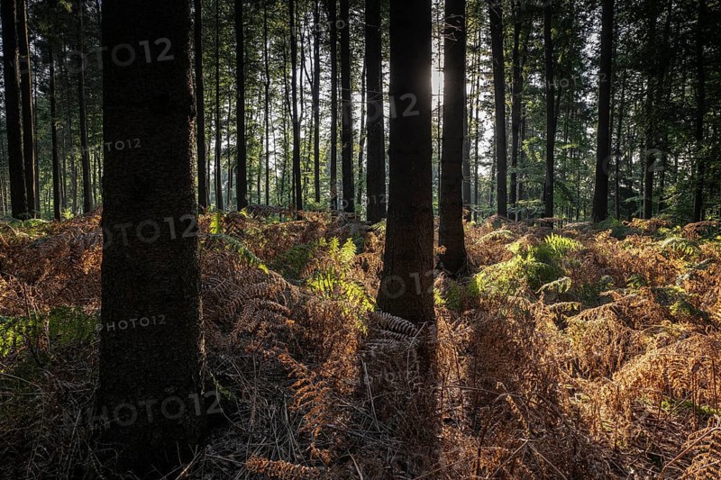 Bracken fern (Pteridium aquilinum) in spruce forest, Emsland, Lower Saxony, Germany, Europe
