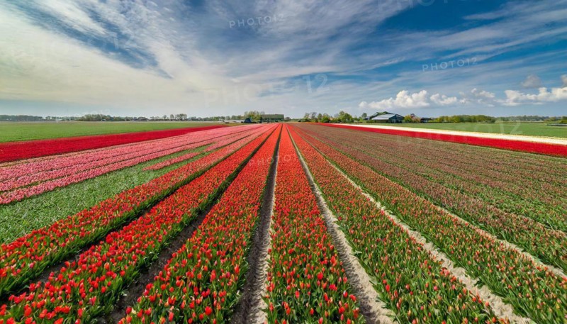 Agriculture, dense, intensely red blooming tulip field up to the horizon, aerial view, from above, Holland, AI generated, AI generated