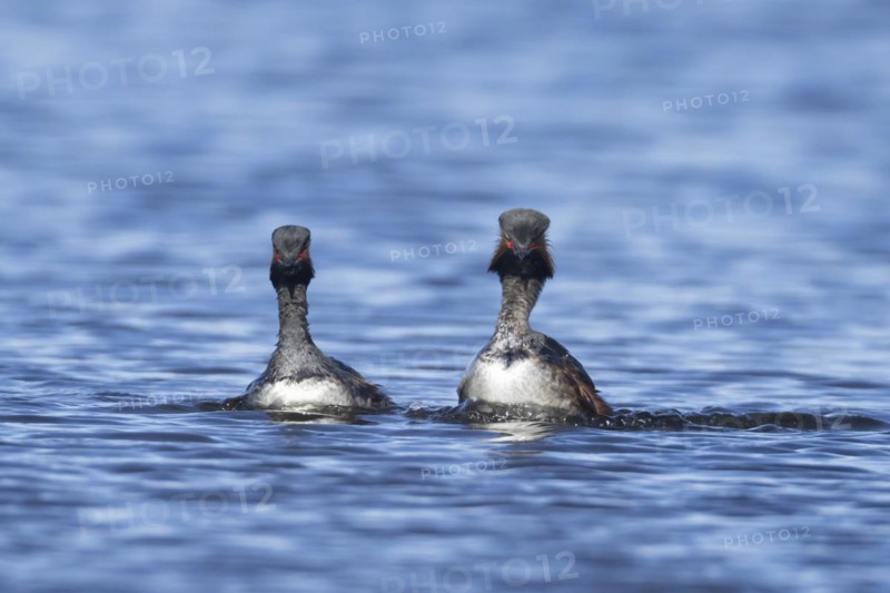 Black necked grebe (Podiceps nigricollis) two adult birds in breeding plumage swimming parallel with each other as part of their courtship display on a lake, Yorkshire, England, United Kingdom, Europe