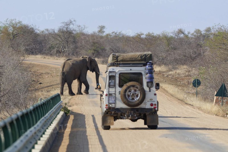 African bush elephant (Loxodonta africana), adult male, crossing the asphalt road, in front of an off-road vehicle, stopping on the bridge over the Olifants River, Kruger National Park, South Africa, Africa
