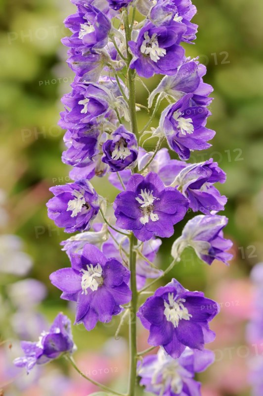 Delphinium elatum hybride, inflorescence, ornamental plant, North Rhine-Westphalia, Germany, Europe