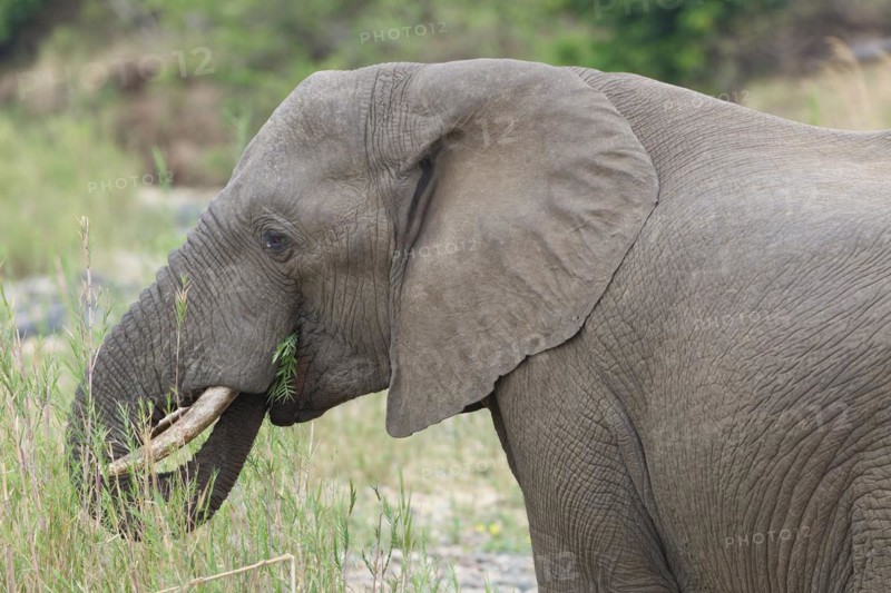African bush elephant (Loxodonta africana), adult male feeding on reeds in the bed of the Olifants River, head close-up, Kruger National Park, South Africa, Africa