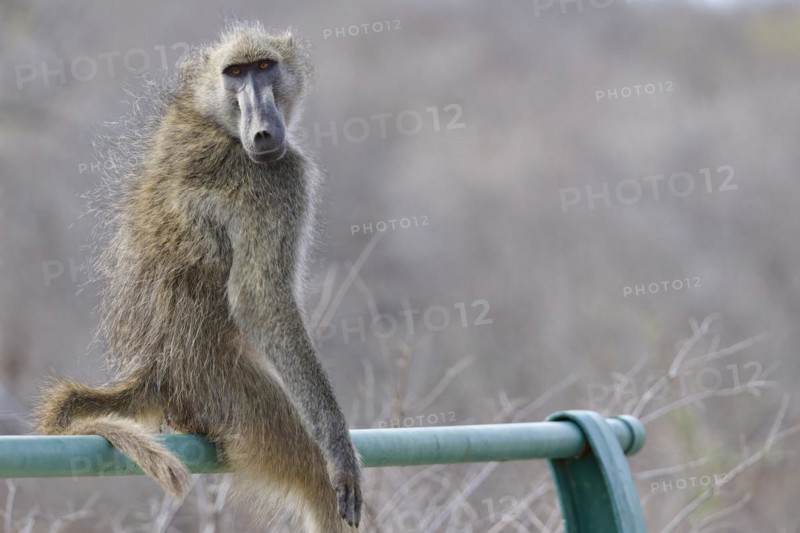 Chacma baboon (Papio ursinus), adult male, looking at camera, sitting on the guardrail of the bridge, overlooking the Olifants River, Kruger National Park, South Africa, Africa