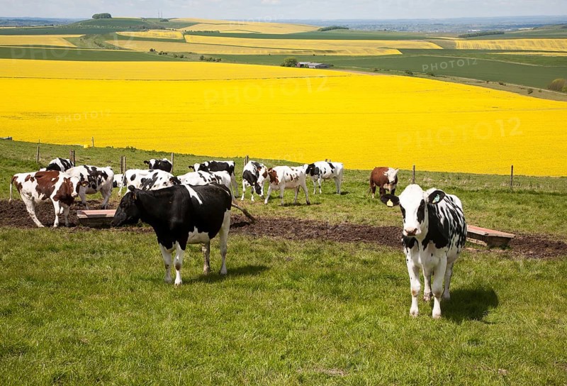 Young cattle standing high on chalk downland with oil seed rape crop in background, Tan Hill, All Cannings Down, Wiltshire