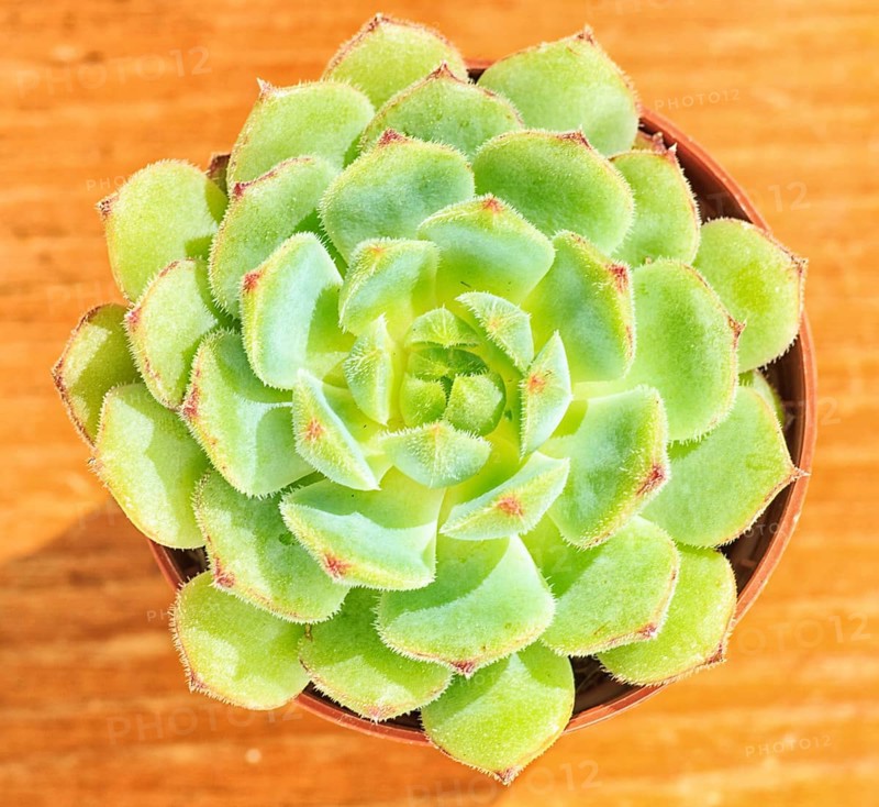 Beautiful little plant, succulent in a small flower pot. on the wooden background