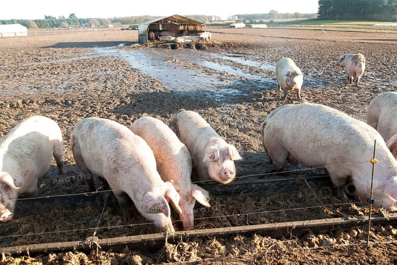 Free Range pig farming, Tunstall, Suffolk, England, UK
