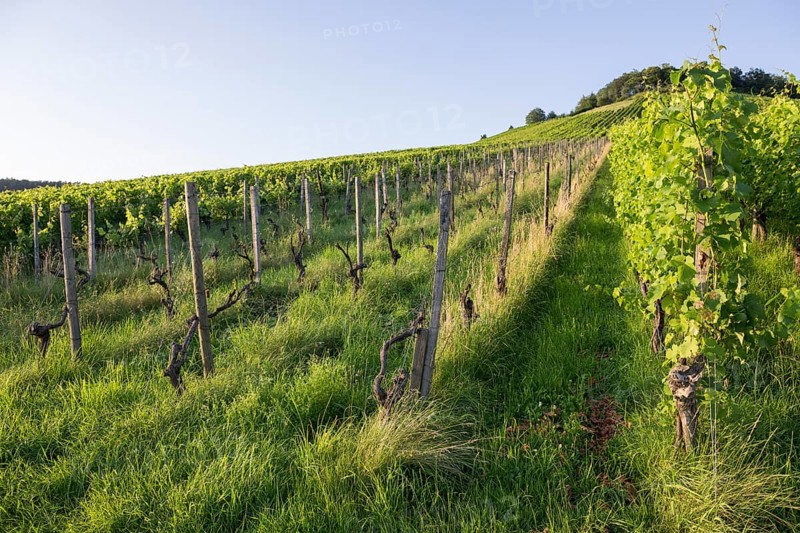 Vineyard at Korber Kopf is grubbed up due to uneconomical conditions, low yield, age, diseases, grubbing up, Korb im Remstal, Baden-Württemberg, Germany, Europe