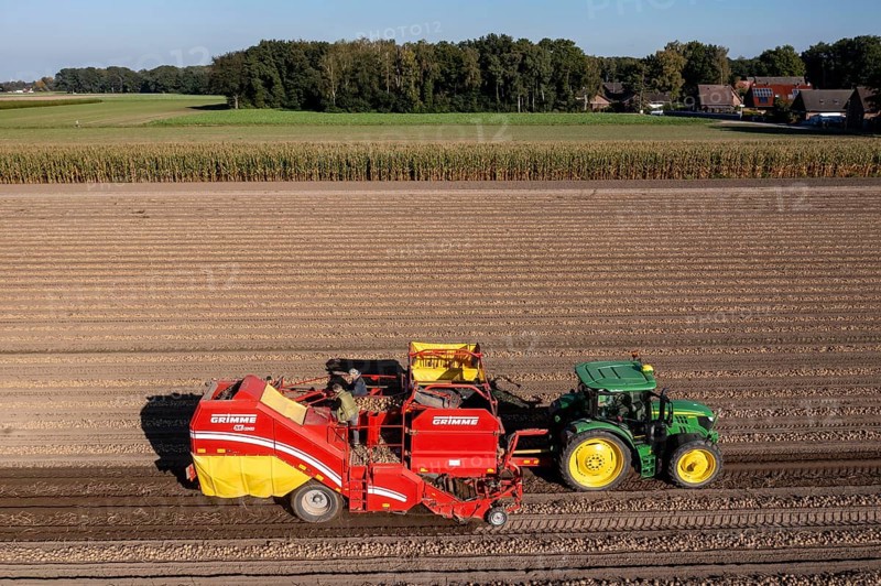 Potato harvesting, so-called split harvesting method, first the tubers are taken out of the ground with a row planter, then, after a short drying phase, collected with a bunker harvester and loaded, North Rhine-Westphalia, Germany, Europe