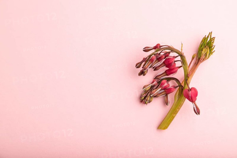 Bleeding heart, dicentra flowers on pink pastel background. top view, flat lay, copy space, still life. Beauty, spring, summer concept