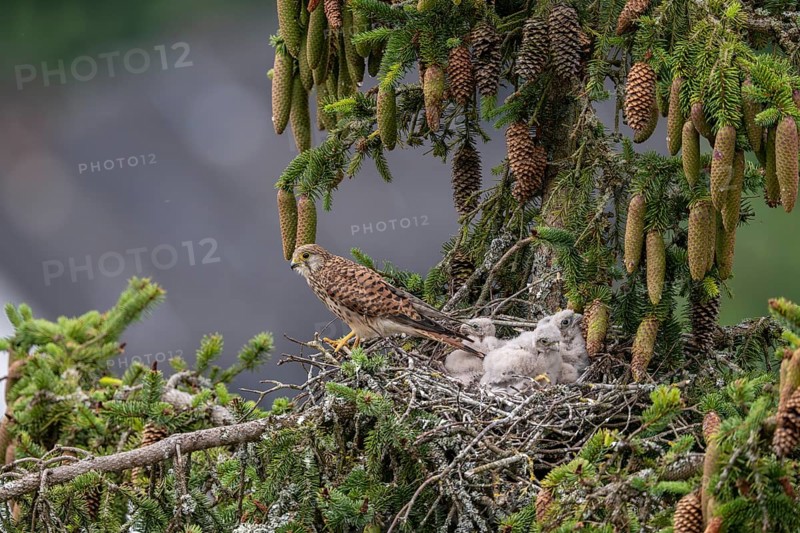 Common kestrel (Falco tinnunculus), female adult bird with young birds not yet ready to fly in the nest, Rhineland-Palatinate, Germany, Europe