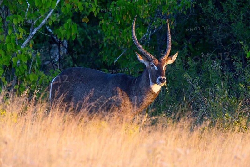 Africa, Botswana, elliptic waterbuck, Kobus ellipsiprymnus, Botswana, Botswana, Africa