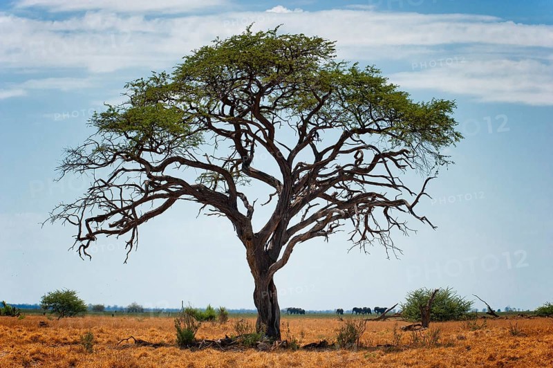 Free standing tree in the landscape with elephant herd, elephant (Loxodonta africana), steppe, hike, nature, safari, in the Savuti region in the wilderness, Botswana, Africa