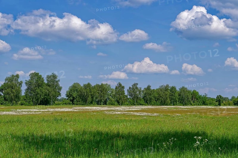 Semi-open pasture landscape Röwitz with bushes and trees in the UNESCO Drömling Biosphere Reserve. Hanseatic town of Salzwedel in the Altmark, Saxony-Anhalt, Germany, Europe