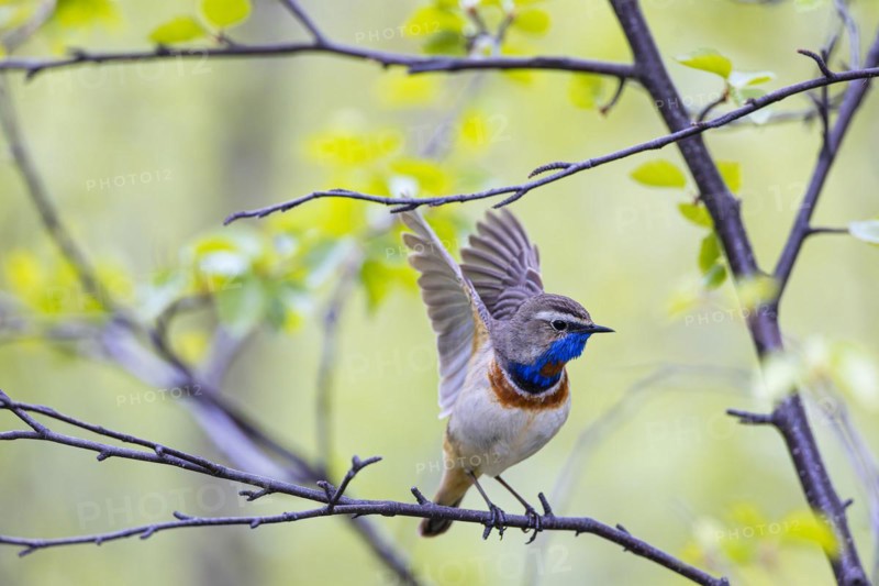 Red-throated Bluethroat or Tundra Bluethroat (Luscinia svecica), adult male sitting on a branch and flapping his wings, Varanger, Finnmark, Norway, Europe